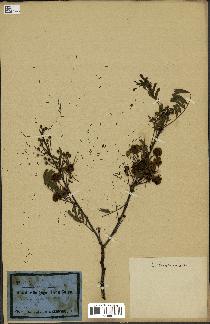 spécimen de Acacia nilotica