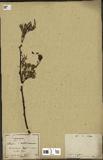 spécimen de Acacia nilotica