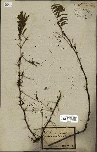 spécimen de Acacia nilotica