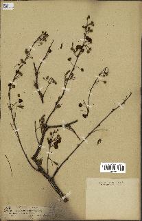 spécimen de Acacia nilotica