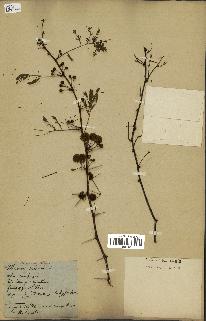 spécimen de Acacia nilotica