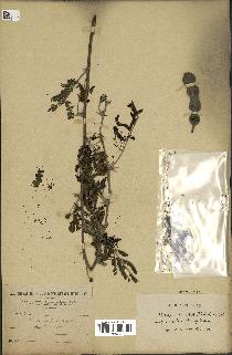 spécimen de Acacia nilotica