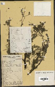 spécimen de Acacia nilotica