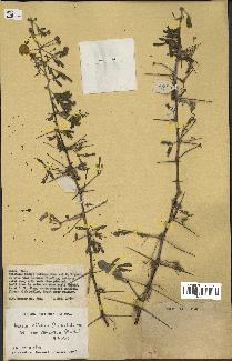 spécimen de Acacia nilotica