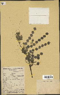 spécimen de Acacia nilotica