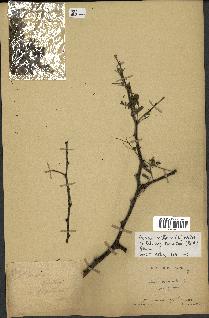 spécimen de Acacia nilotica