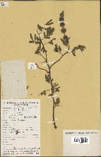 spécimen de Acacia nilotica