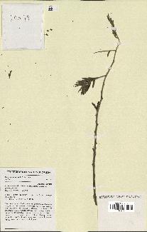 spécimen de Acacia nilotica