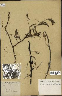 spécimen de Acacia nilotica