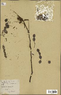 spécimen de Acacia nilotica