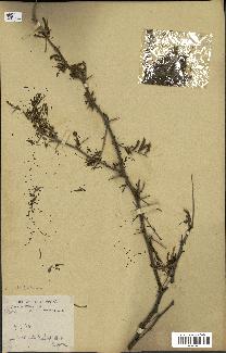 spécimen de Acacia nilotica