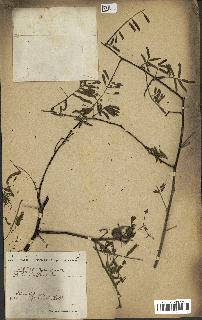 spécimen de Acacia nilotica