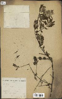 spécimen de Acacia nilotica