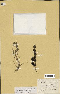 spécimen de Acacia nilotica