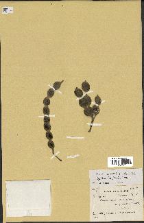 spécimen de Acacia nilotica