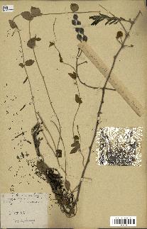 spécimen de Acacia nilotica
