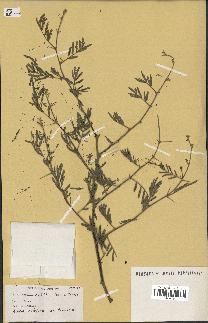 spécimen de Acacia nilotica