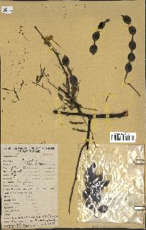 spécimen de Acacia nilotica