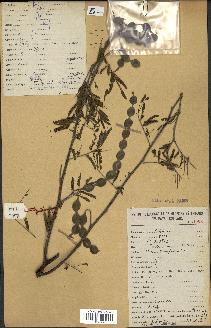 spécimen de Acacia nilotica