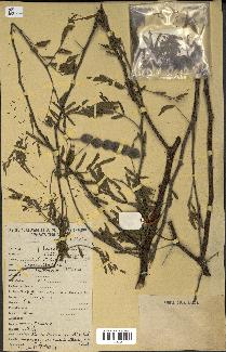 spécimen de Acacia nilotica