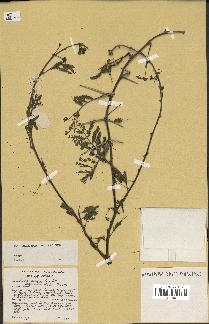 spécimen de Acacia nilotica