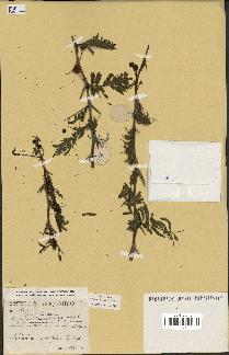 spécimen de Acacia nilotica