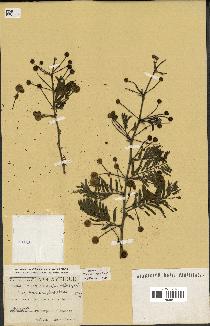 spécimen de Acacia nilotica
