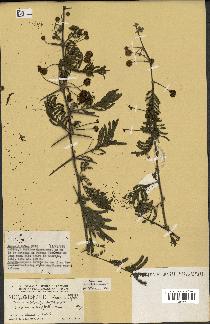 spécimen de Acacia nilotica