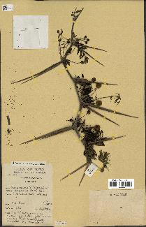 spécimen de Acacia nilotica