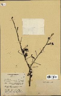 spécimen de Acacia nilotica