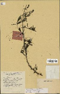spécimen de Acacia nilotica