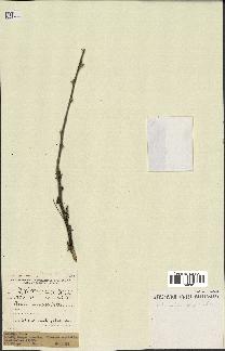 spécimen de Acacia nilotica