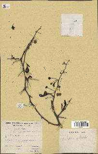 spécimen de Acacia nilotica