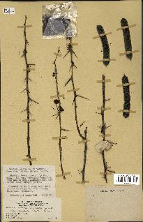 spécimen de Acacia nilotica