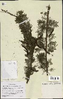 spécimen de Acacia nilotica