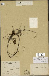 spécimen de Acacia nilotica