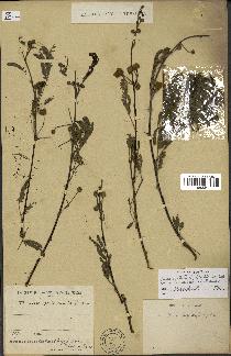 spécimen de Acacia nilotica