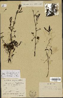 spécimen de Acacia nilotica