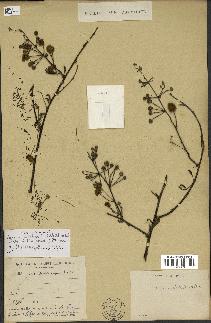 spécimen de Acacia nilotica