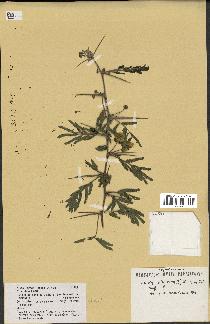 spécimen de Acacia nilotica