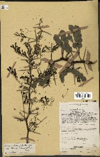 spécimen de Acacia nilotica