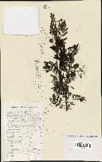 spécimen de Acacia nilotica