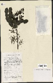 spécimen de Acacia nilotica