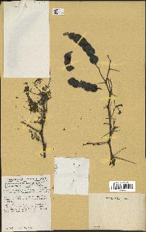 spécimen de Acacia nilotica