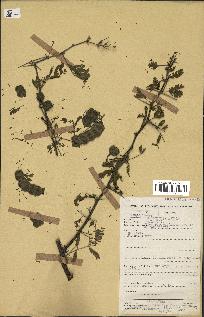 spécimen de Acacia nilotica