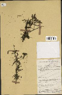 spécimen de Acacia nilotica