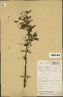 spécimen de Acacia nilotica