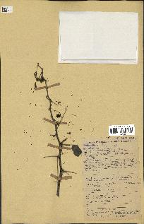 spécimen de Acacia nilotica