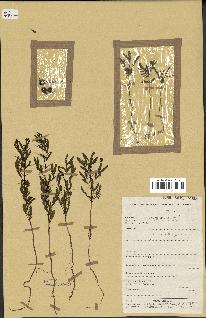 spécimen de Acacia nilotica