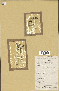 spécimen de Acacia nilotica